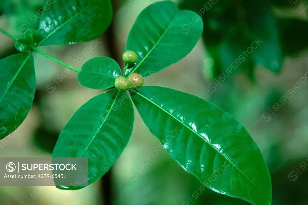 DEU, 2003: Four Leaf Devilpepper (Rauwolfia tetraphylla, Rauvolfia canescens, Rauvolfia tetraphylla), twig with leaves.