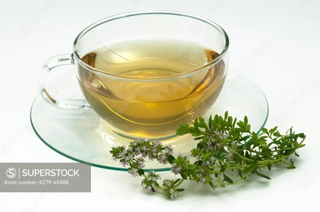 DEU, 2007: Thyme (Thymus vulgaris). A cup of infusion with flowering sprig.