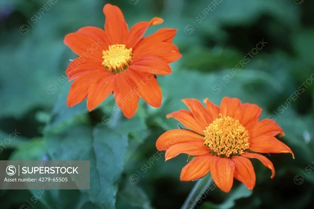 DEU, 2003: Mexican Sunflower (Tithonia rotundifolia), variety: Fiesta del Sol , flowering.