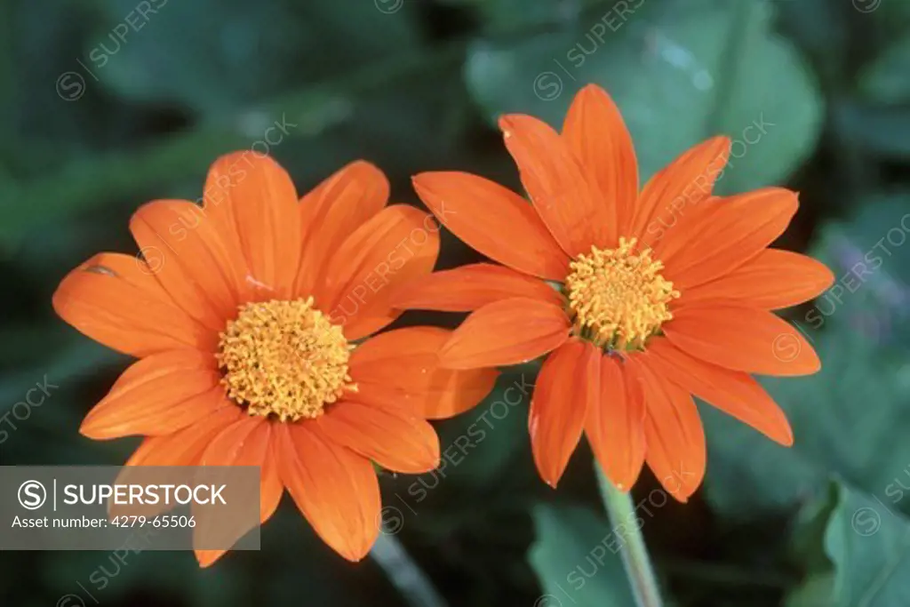DEU, 2003: Mexican Sunflower (Tithonia rotundifolia), variety: Fiesta del Sol , flowering.