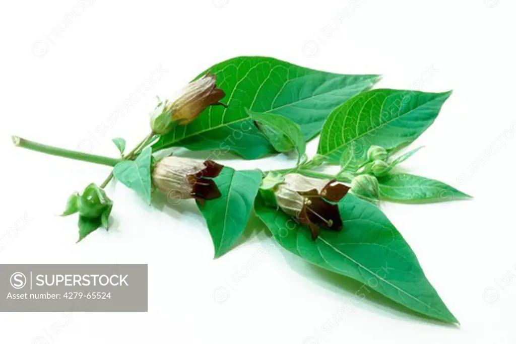 DEU, 2003: Deadly Nightshade (Atropa belladonna), twig with leaves and flowers, studio picture.