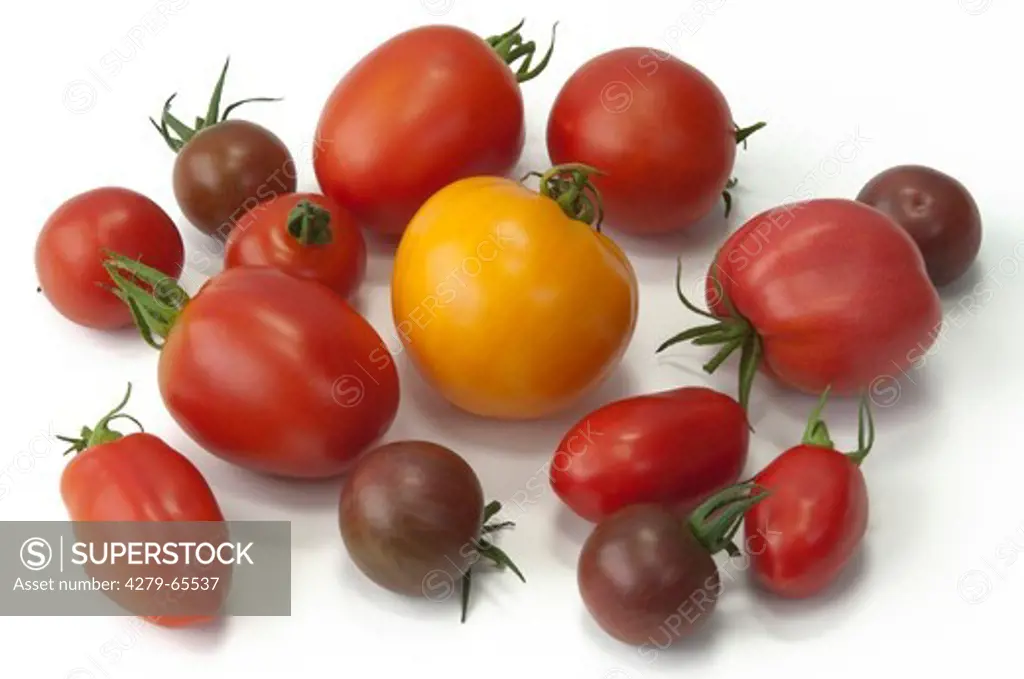 DEU, 2009: Tomato (Solanum lycopersicum), fruit of different varieties, studio picture.
