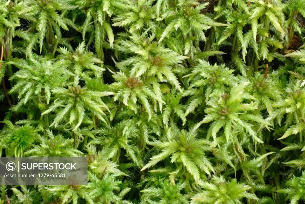 DEU, 2006: Peat Moss (Sphagnum recurvum) seen from above.