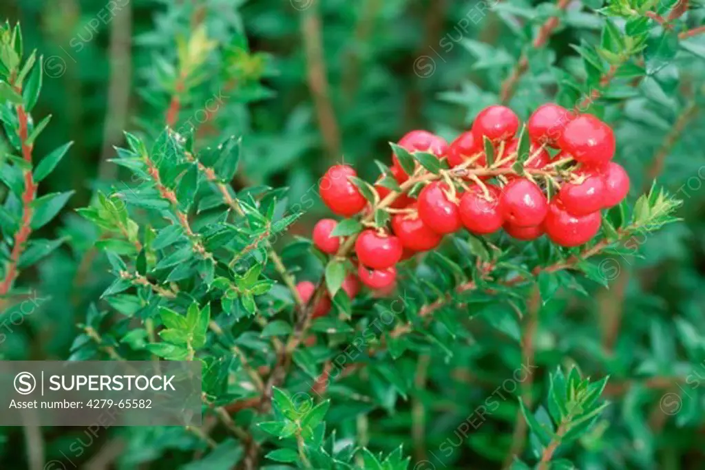 DEU, 2003: Prickly Heath (Pernettya mucronata, Gaultheria mucronata), twig with berries.