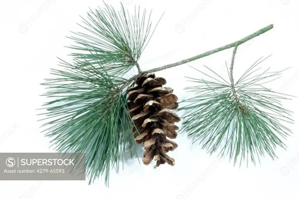DEU, 2005: Bhutan Pine, Himalayan Pine (Pinus wallichiana), twig with cone, studio picture.