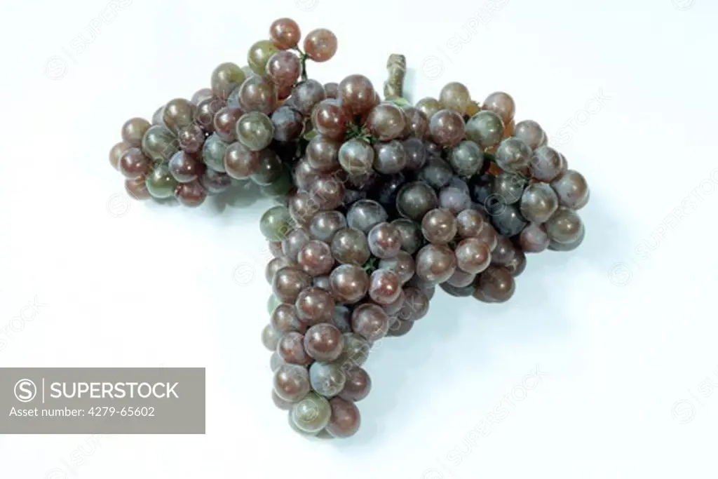 DEU, 2004: Grape Vine (Vitis vinifera), variety ""Traminer"", grape, studio picture.