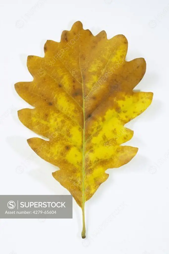DEU, 2007: Sessile Oak, Durmast Oak (Quercus petraea), leaf in autumn colors, studio picture.