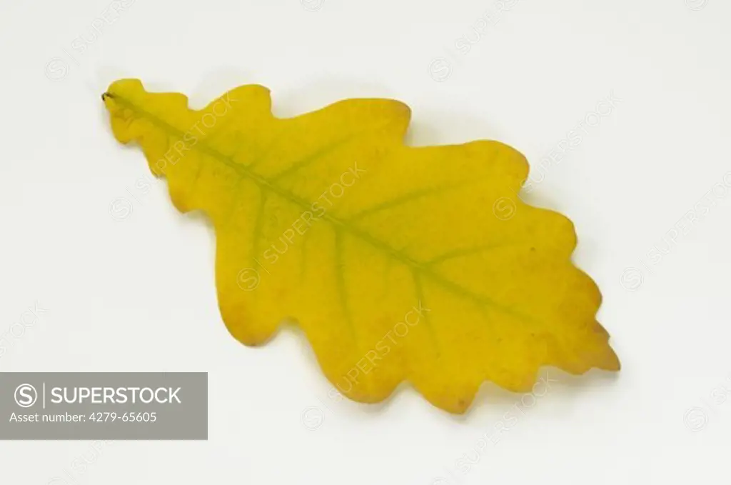 DEU, 2008: Sessile Oak, Durmast Oak (Quercus petraea, Quercus sessilis), autumn leaf, studio picture.