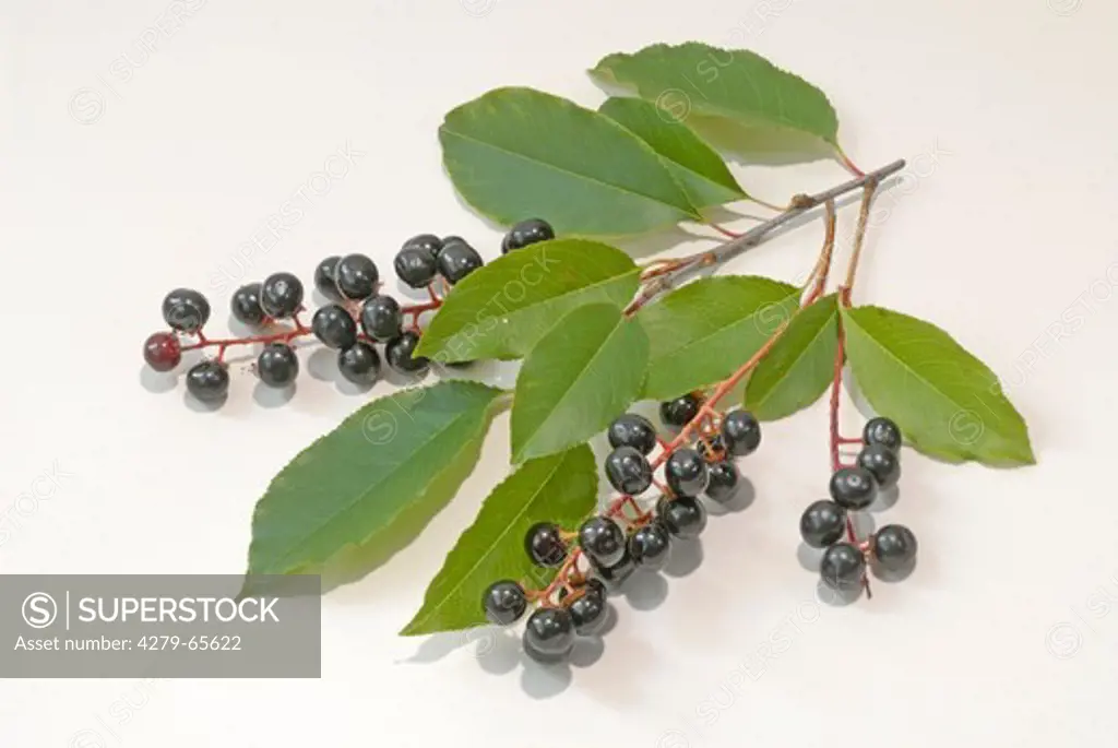 DEU, 2006: Black Cherry (Prunus serotina), twig with fruit, studio picture.