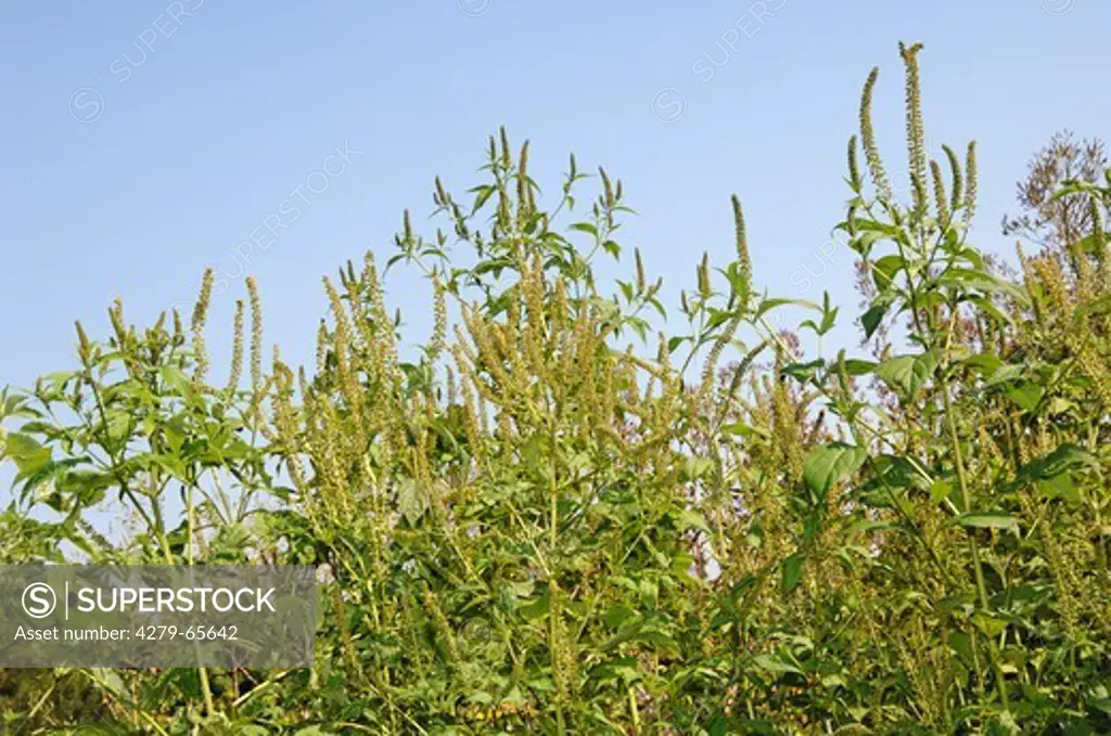 DEU, 2007: Giant Ragweed (Ambrosia trifida), flowering.