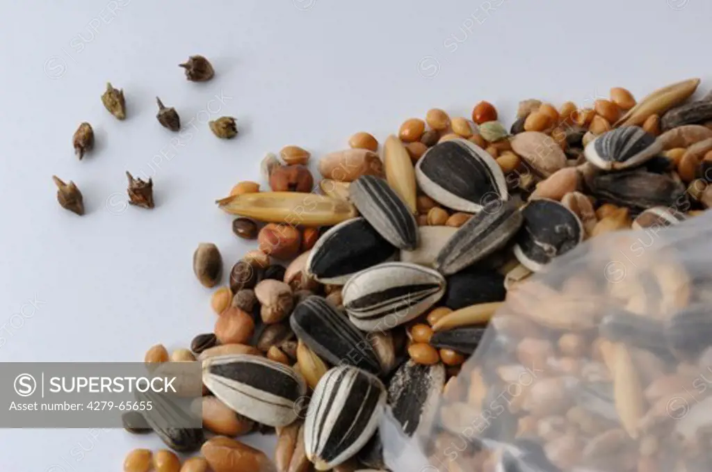 DEU, 2007: Annual Ragweed, Common Ragweed (Ambrosia artemisiifolia), seeds found in bird food. .