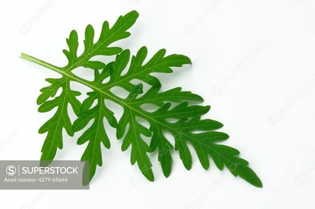 DEU, 2008: Annual Ragweed, Common Ragweed (Ambrosia artemisiifolia), leaf, studio picture.