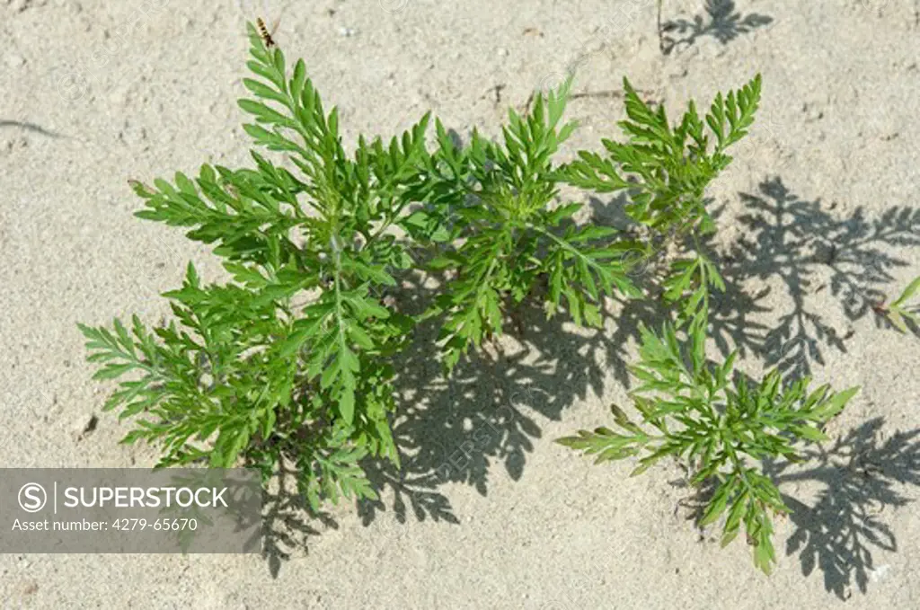 DEU, 2010: Annual Ragweed, Common Ragweed (Ambrosia artemisiifolia). Young plants seen from above.
