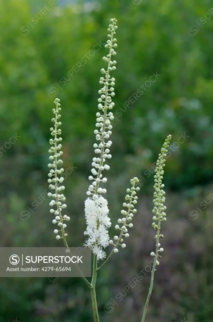 DEU, 2008: Black Cohosh, Squaw Root, Black Snakeroot (Cimicifuga racemosa), flowering.