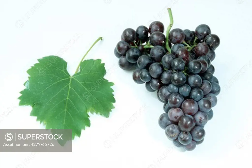 DEU, 2004: Common Grape Vine, Grape, Vine (Vitis vinifera), variety: ""Trollinger"", bunch of grapes and leaf, studio picture.