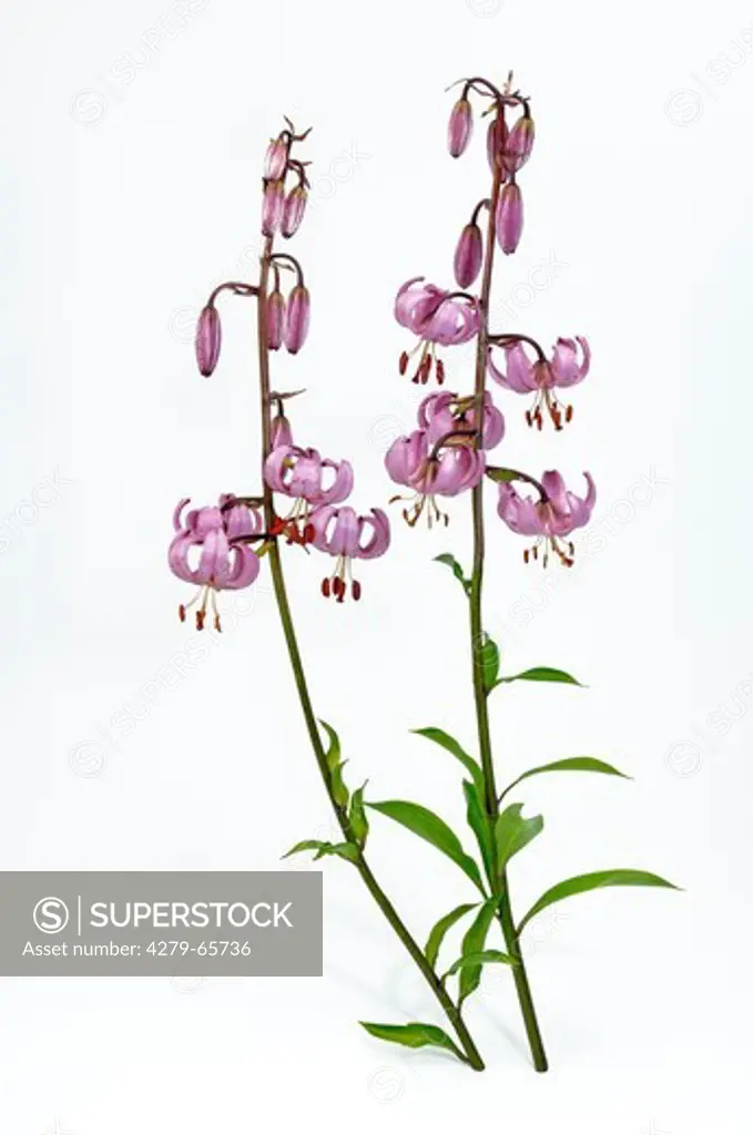 DEU, 2007: Turk's Cap, Martagon Lily (Lilium martagon), flowering stems, studio picture.