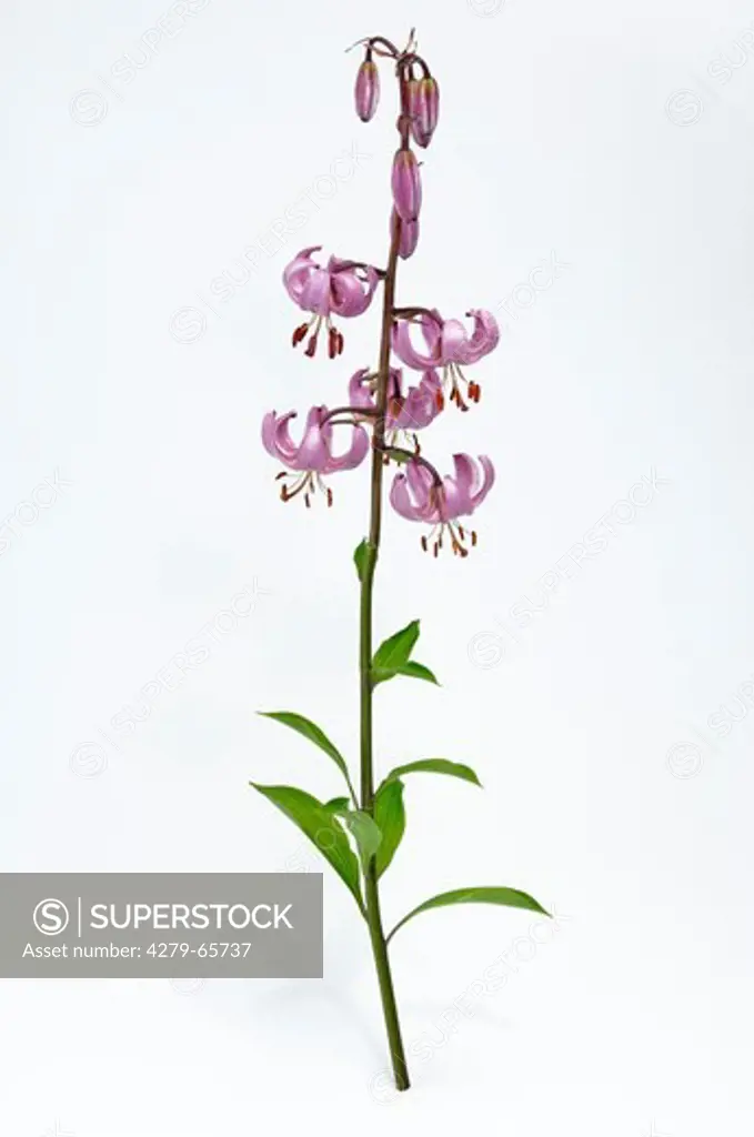 DEU, 2007: Turk's Cap, Martagon Lily (Lilium martagon), flowering stem, studio picture.