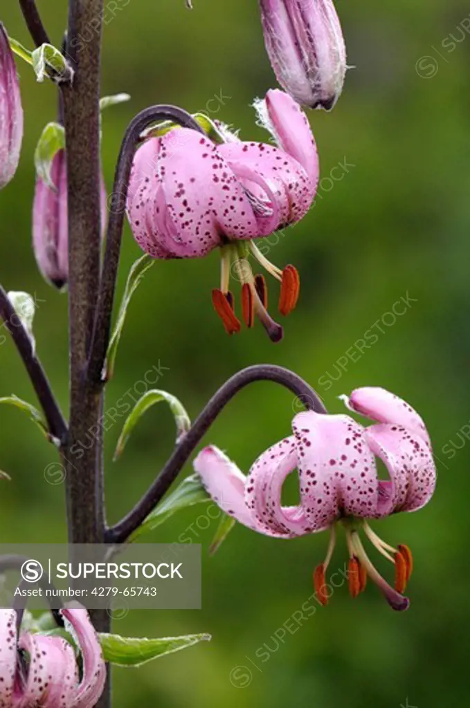 DEU, 2008: Turks Cap, Martagon Lily (Lilium martagon), flowers.