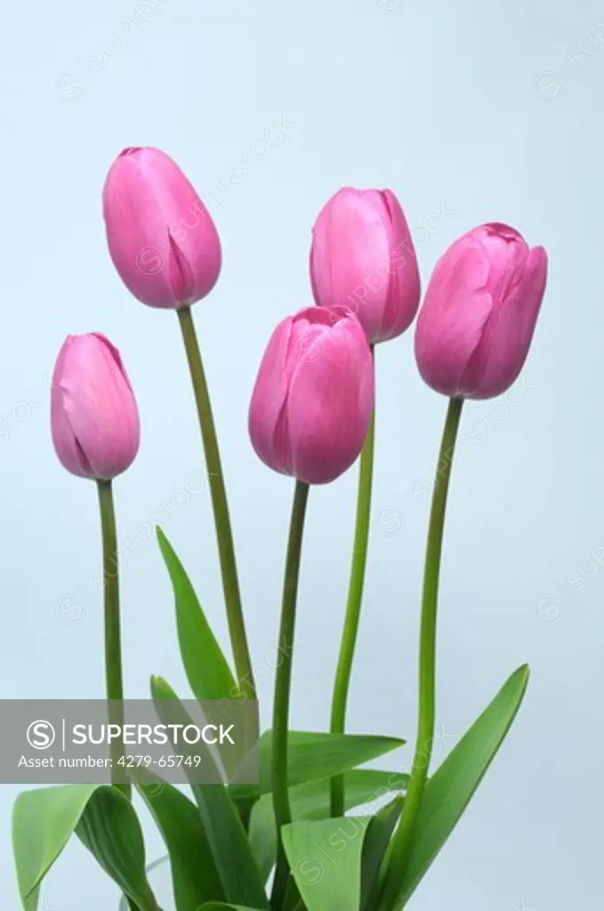DEU, 2008: Tulip (Tulipa sp.), pink flowers with leaves, studio picture.
