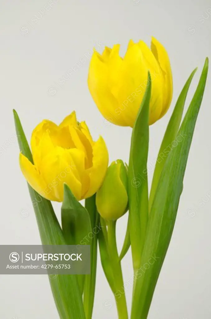 DEU, 2009: Tulip (Tulipa sp.). Two yellow flowers, studio picture.