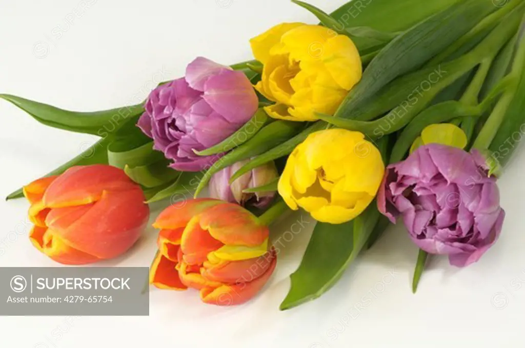 DEU, 2009: Tulips (Tulipa sp.) of various colors, studio picture.