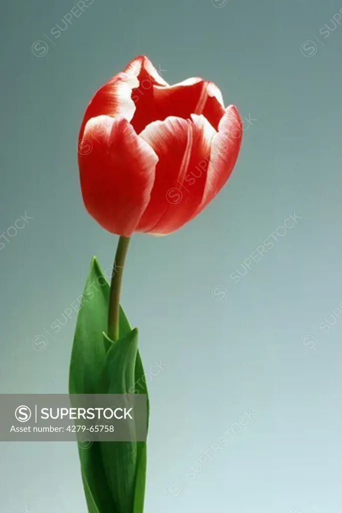 DEU, 2002: Tulip (Tulipa spec.), flower, studio picture.