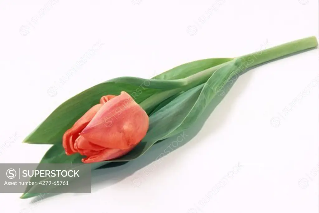 DEU, 2002: Tulip (Tulipa spec.), flowering plant, studio picture.