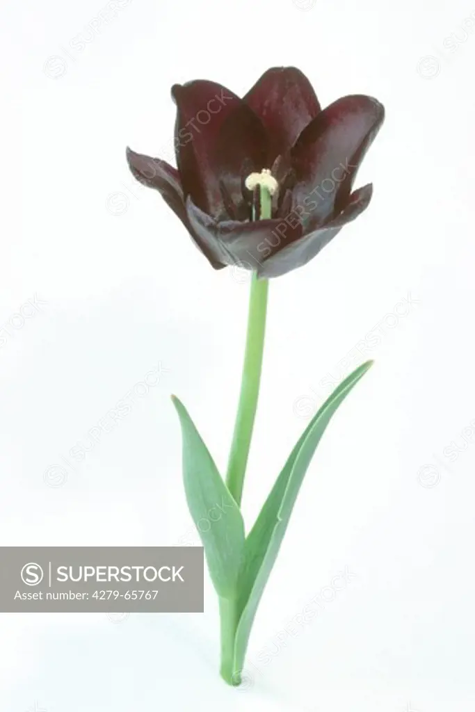 DEU, 2003: Black Tulip (Tulipa spec.), studio picture.