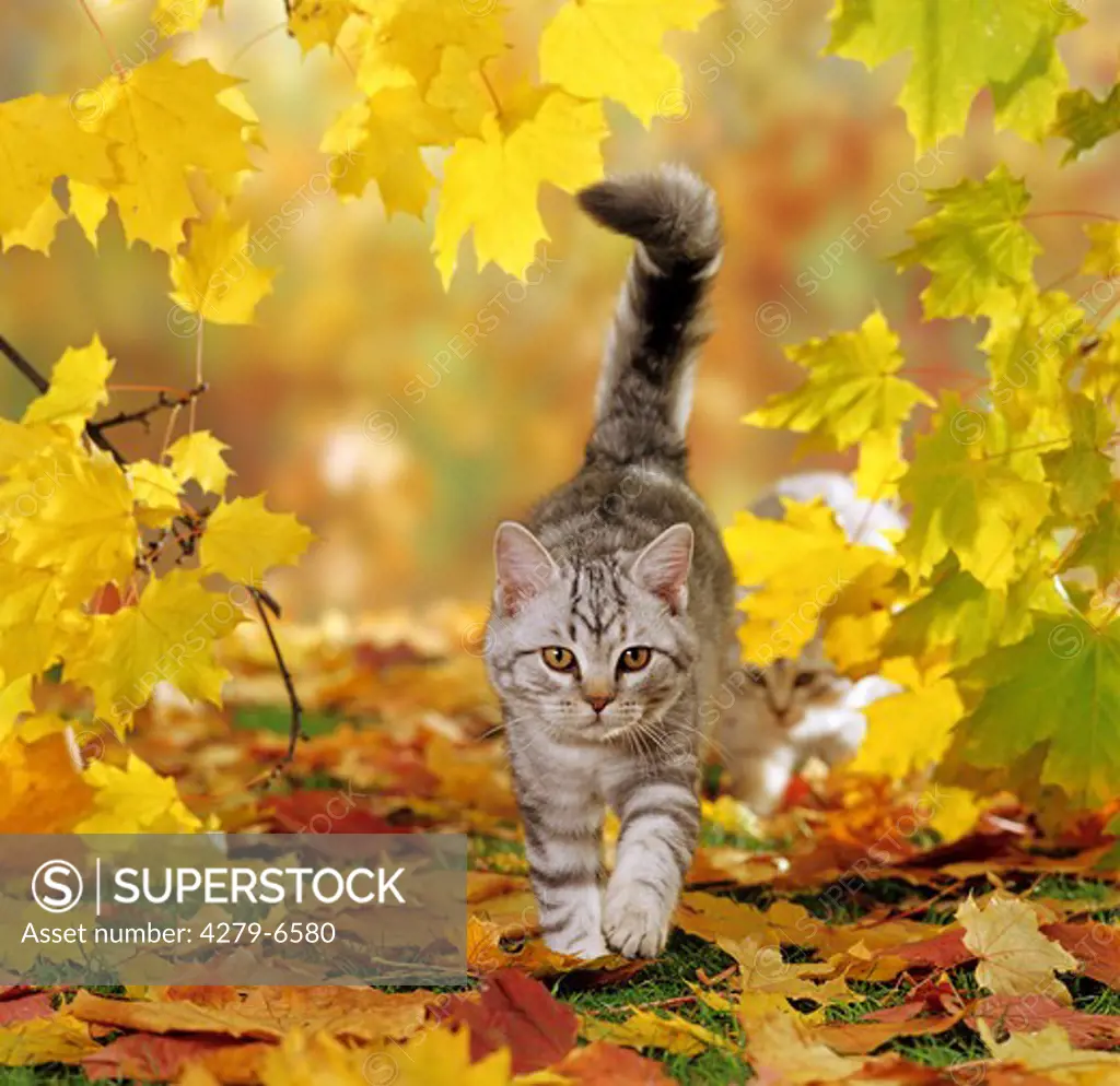 young British Shorthair going across meadow in autumn