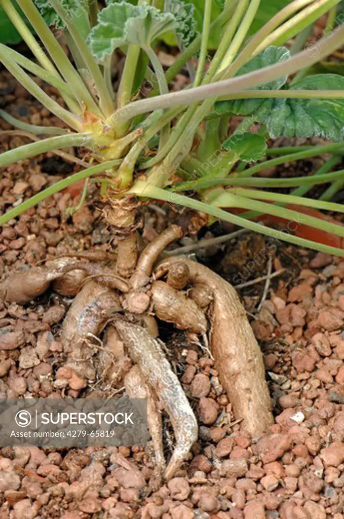 DEU, 2007: Umckaloabo (Pelargonium reniforme, Pelargonium sidoides) with exposed root tubers, which are used for certain medicines.
