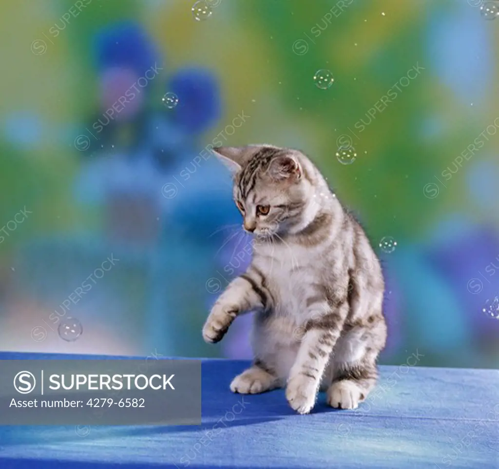 British Shorthair playing with blow bubbles