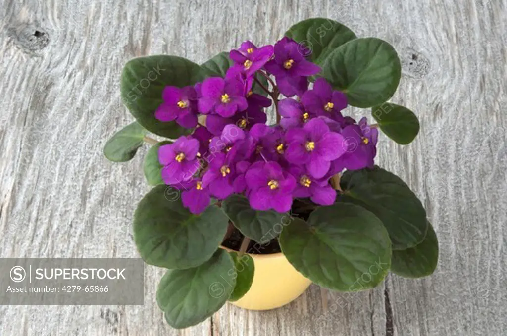 DEU, 2010: Saintpaulia, African Violet (Saintpaulia ionantha-Hybride), potted plant with purple flowers on wood.