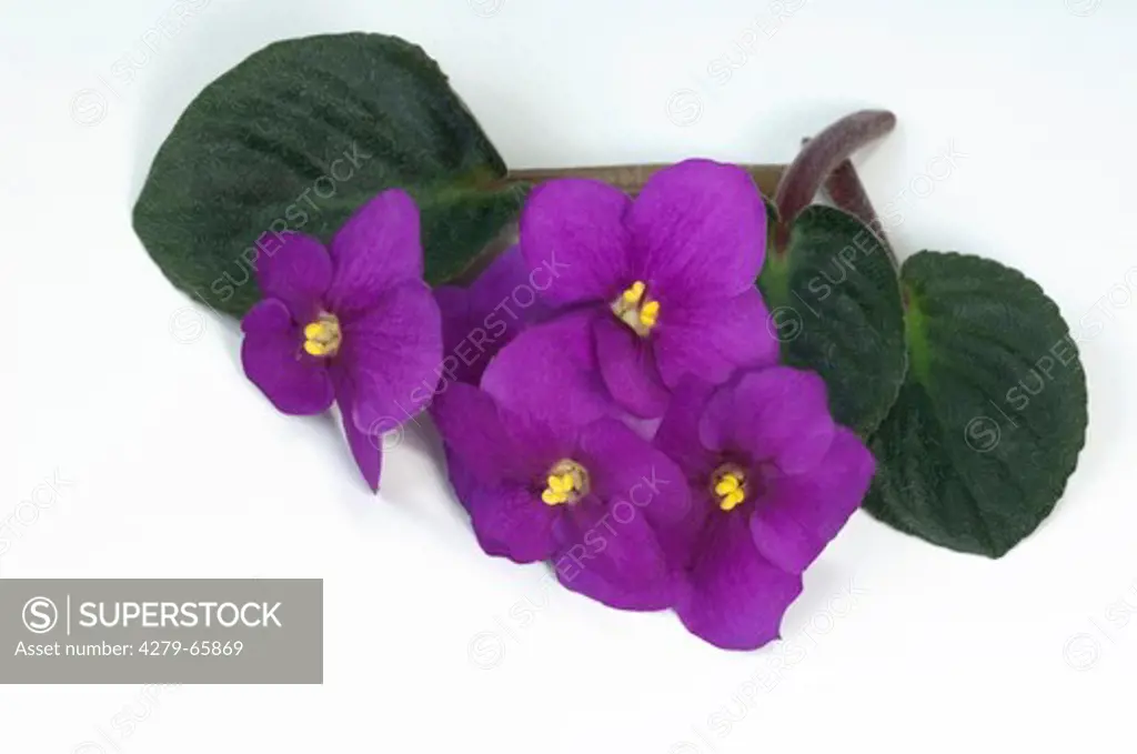 DEU, 2010: Saintpaulia, African Violet (Saintpaulia ionantha-Hybride), purple flowers and leaves, studio picture against a white background.