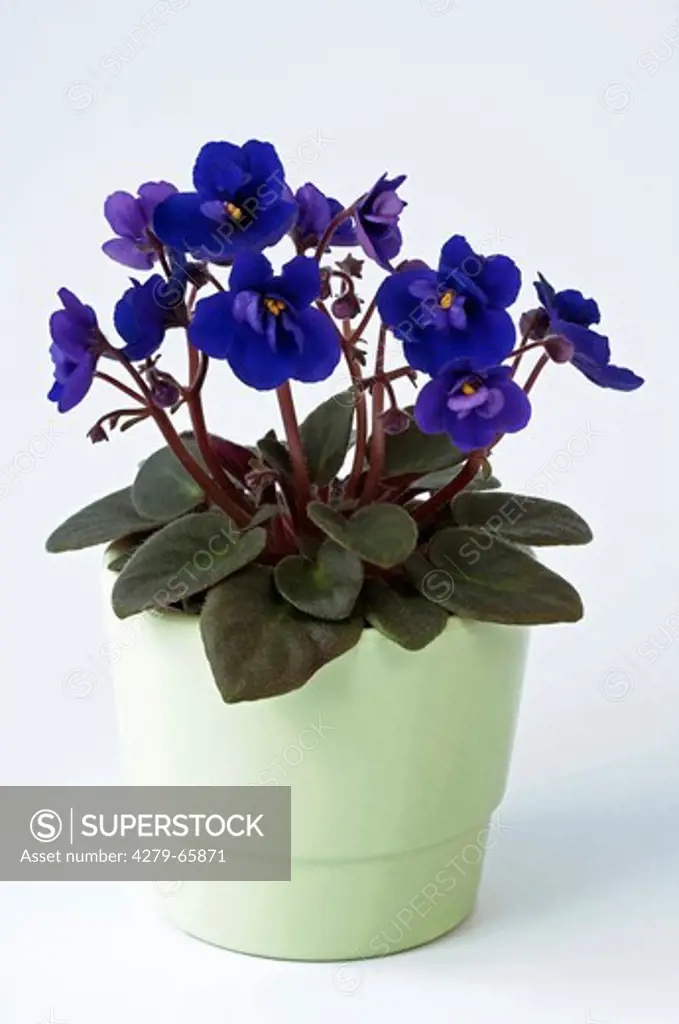 DEU, 2010: Saintpaulia, African Violet (Saintpaulia ionantha-Hybride), potted plant with blue flowers, studio picture against a white background.