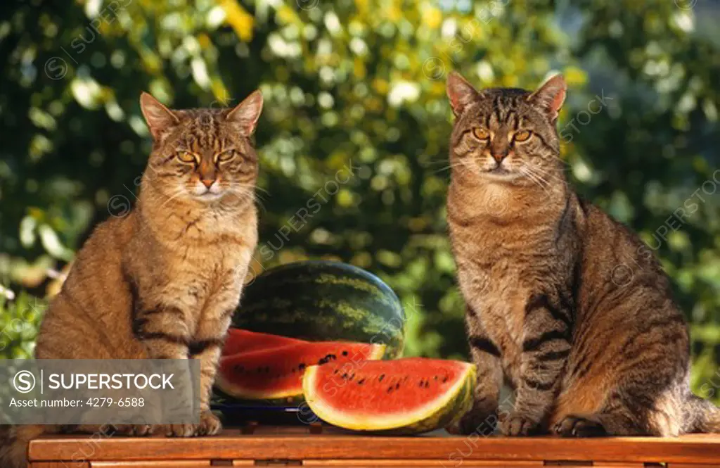 two domestic cats next to melon pieces