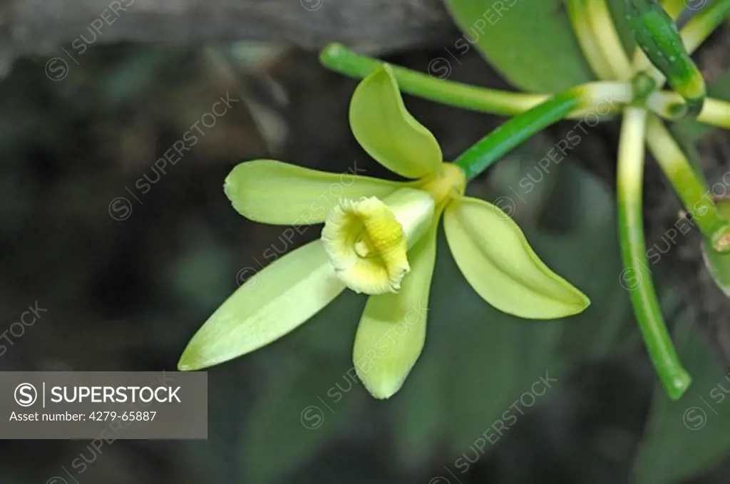 DEU, 2007: Vanilla (Vanilla planifolia), flower.