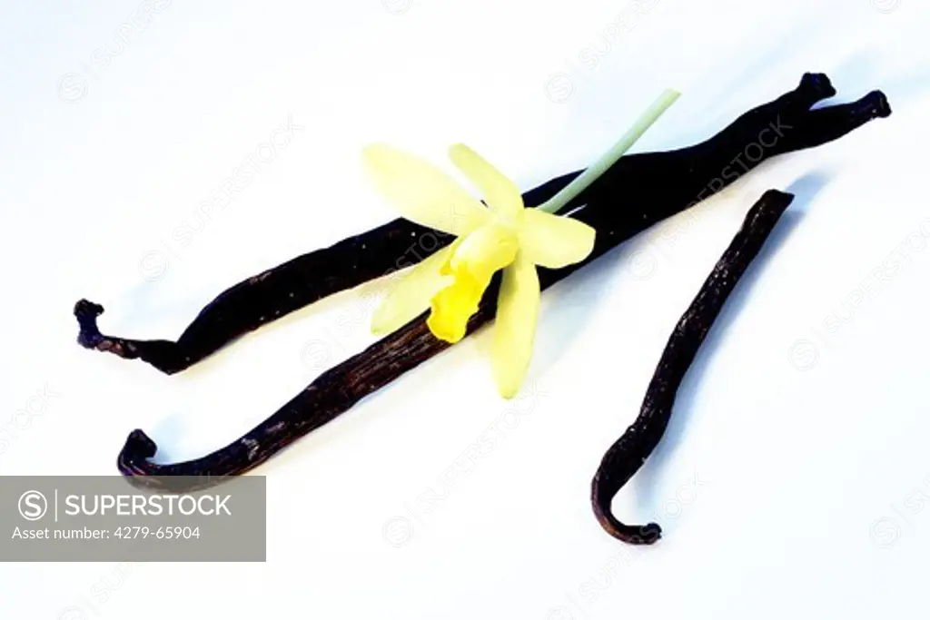 DEU, 2005: Vanilla pod (Vanilla planifolia) and flower, studio picture.