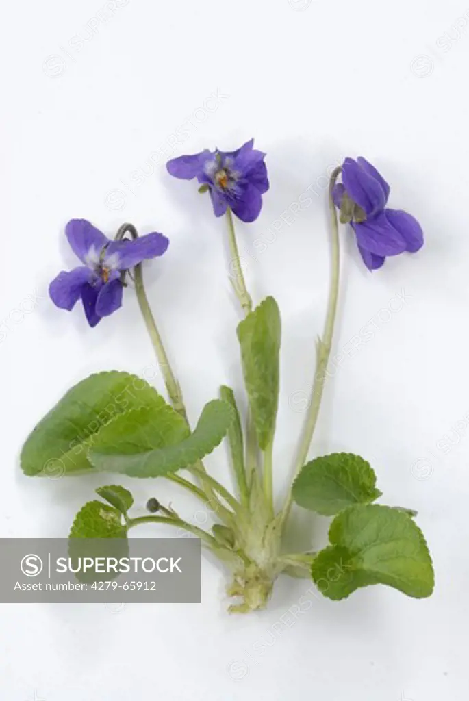 DEU, 2003: Sweet Violet (Viola odorata), flowering plant, studio picture.