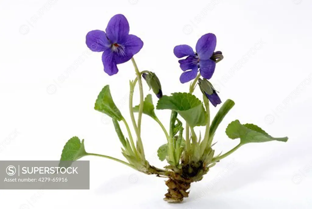 DEU, 2007: Sweet Violet (Viola odorata), flowering plant, studio picture.