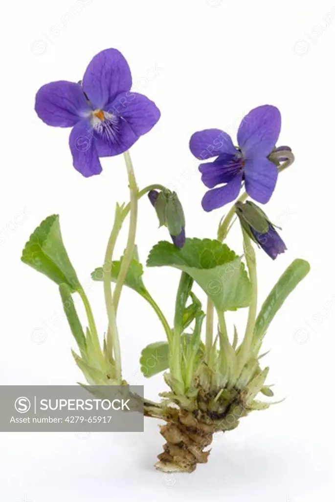 DEU, 2007: Sweet Violet (Viola odorata), flowering plant, studio picture.