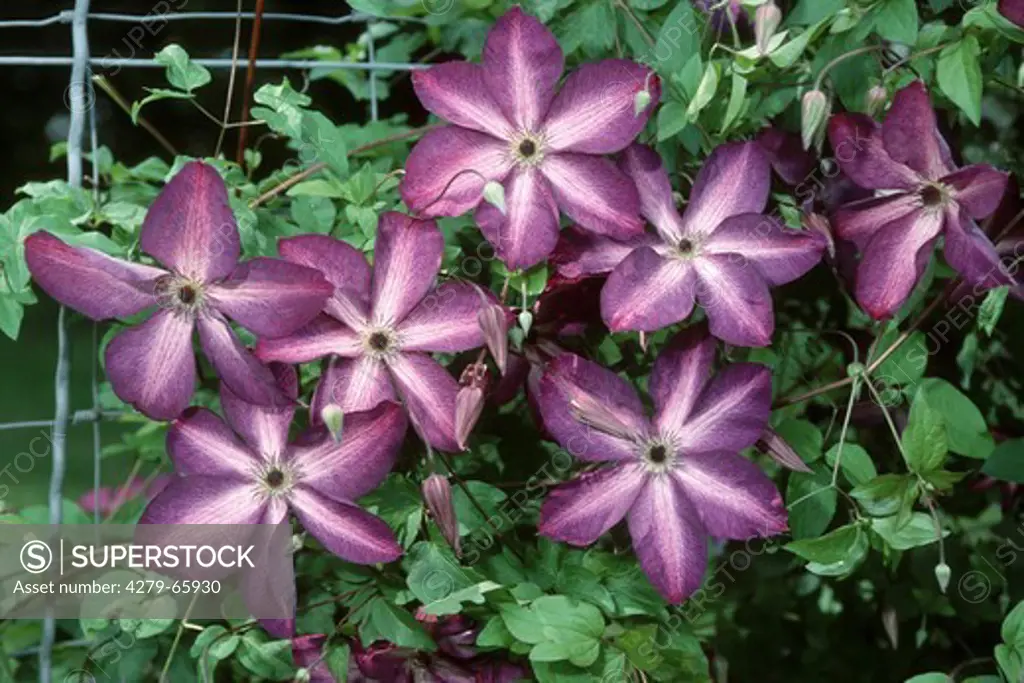 DEU, 2004: Clematis (Clematis viticella), variety: ""Venosa Violaceae"", flowering.