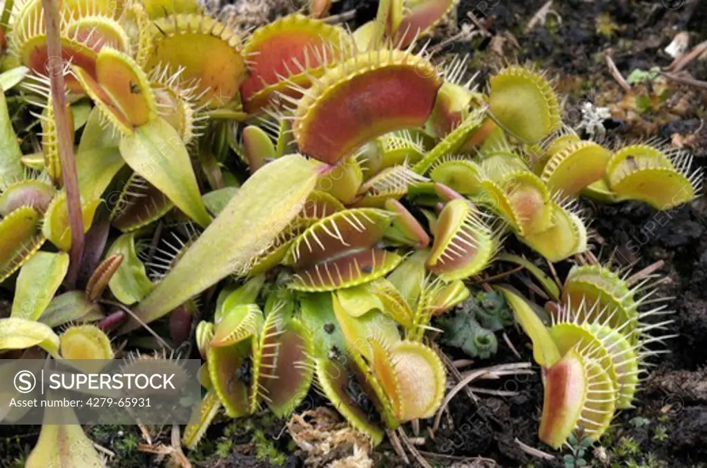 DEU, 2008: Venus Flytrap (Dionaea muscipula), plants.