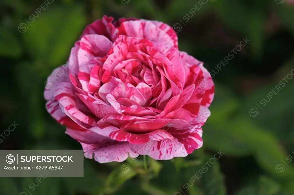 DEU, 2008: French Rose (Rosa gallica), variety: Versicolor, flower.