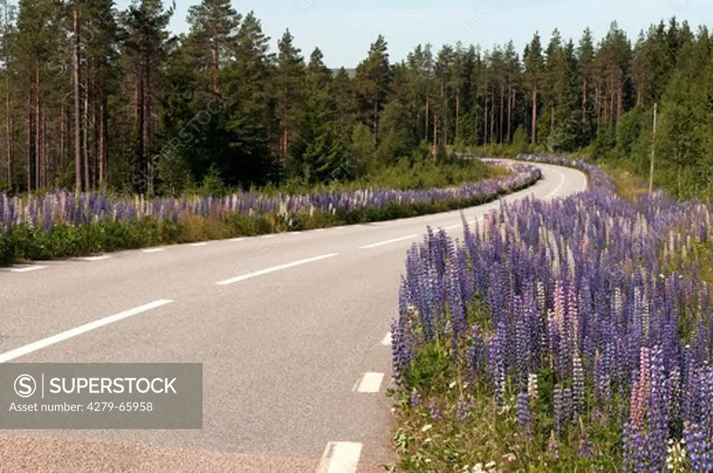 SWE, 2009: Garden Lupin (Lupinus polyphyllus), flowering alongside a road in Sweden.