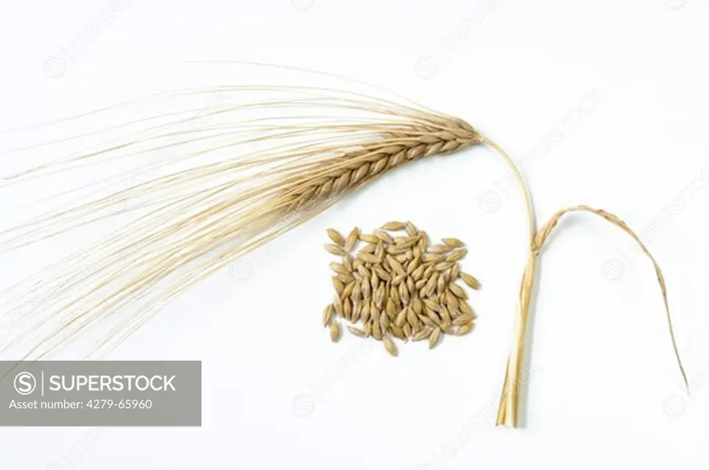 DEU, 2010: Four-row Barley (Hordeum vulgare vulgare), ripe ear and seeds. Studio picture against a white background.