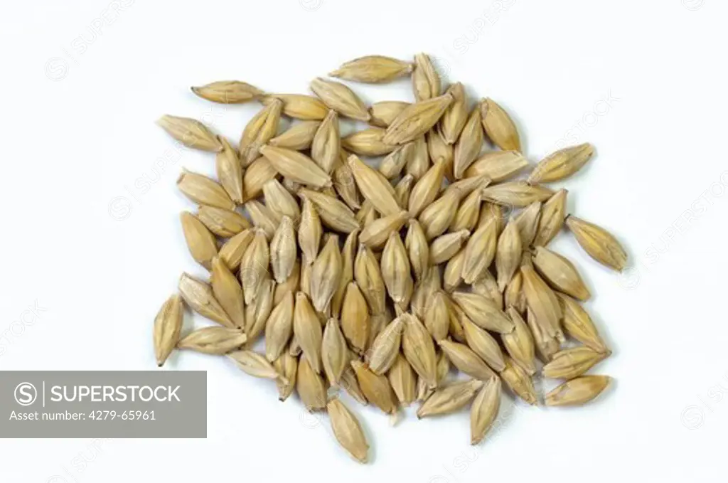 DEU, 2010: Four-row Barley (Hordeum vulgare vulgare), seeds. Studio picture against a white background.