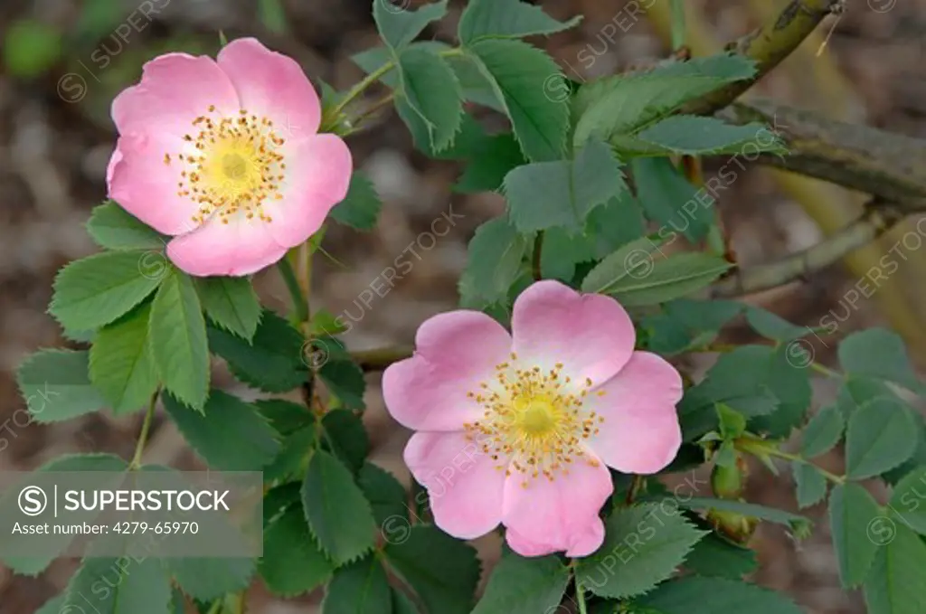 DEU, 2007: Rose (Rosa dumalis x pendulina ), flower.