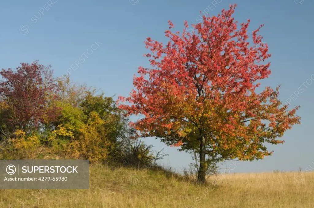 DEU, 2008: Gean, Mazzard, Wild Cherry (Prunus avium), tree in autumn colors.
