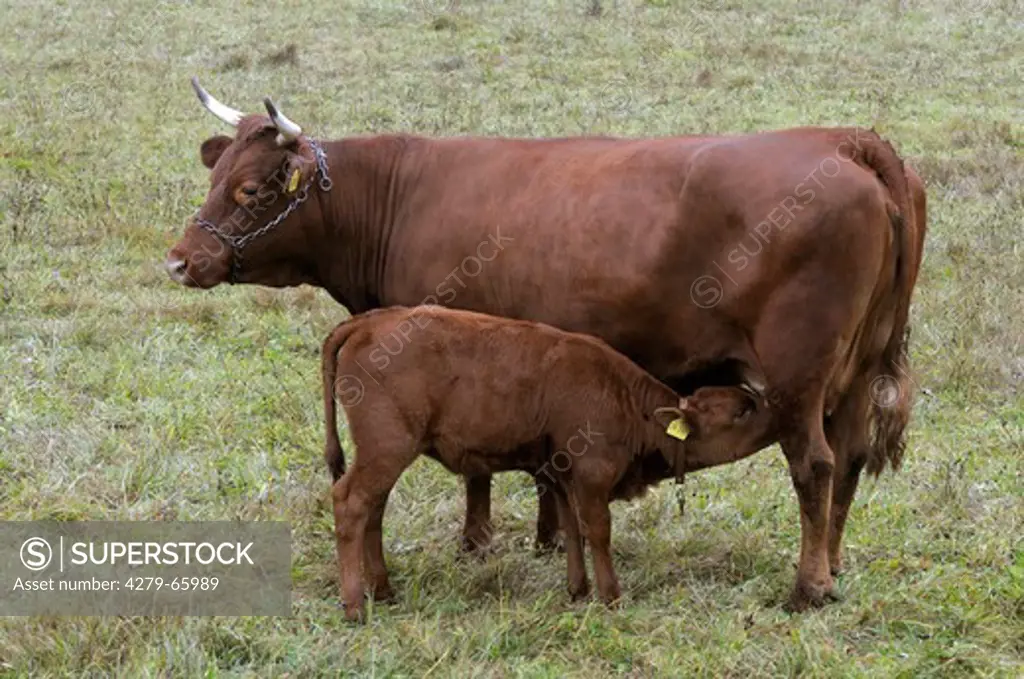 DEU, 2008: Domestic Cattle (Bos primigenius, Bos taurus), breed: Vogtlaender Red Cattle. Cow suckling calf on a pasture.