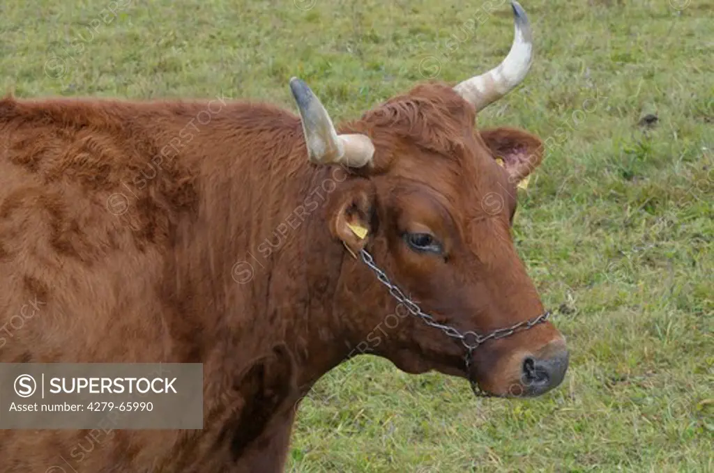 DEU, 2008: Domestic Cattle (Bos primigenius, Bos taurus), breed: Vogtlaender Red Cattle. Portrait.